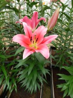 [4139 Muscat No101.JPG]